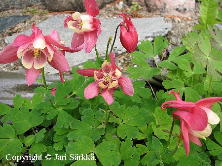 Aquilegia flabellata var. pumila 'Cameo Pink-White'